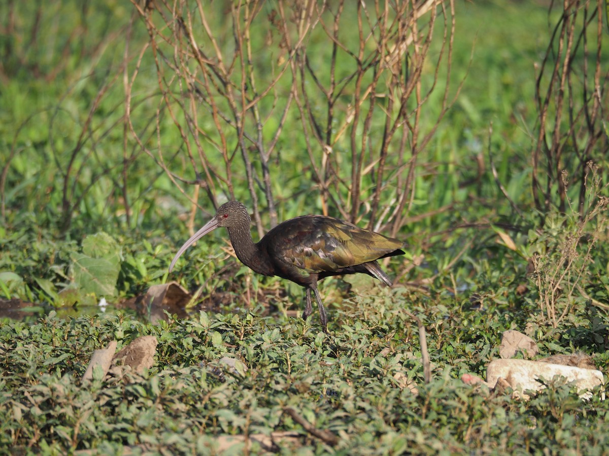 ibis americký - ML454375441