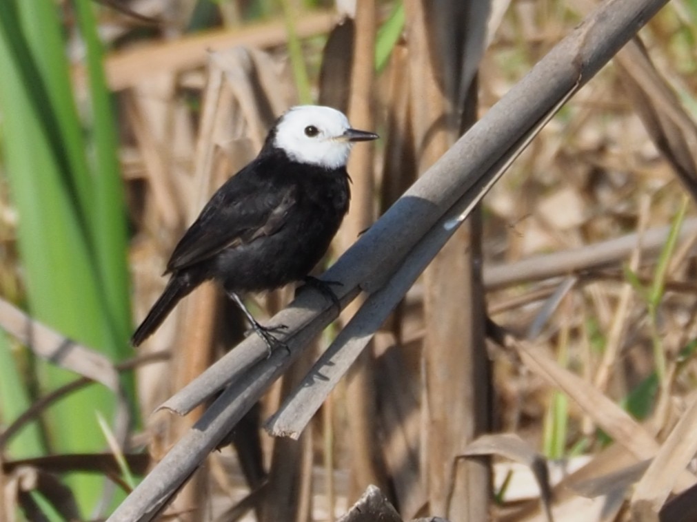 White-headed Marsh Tyrant - Kelly Siderio