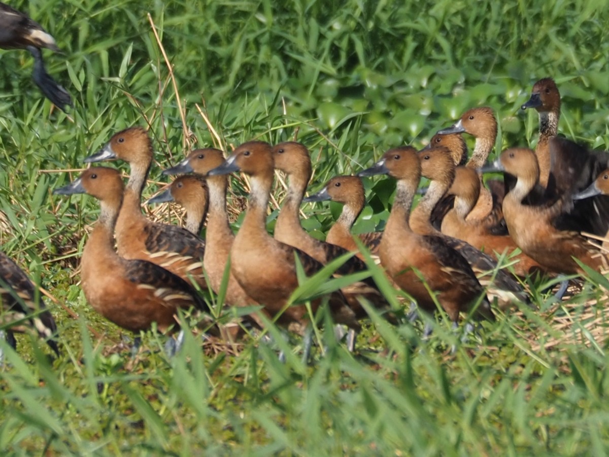 Fulvous Whistling-Duck - ML454376451