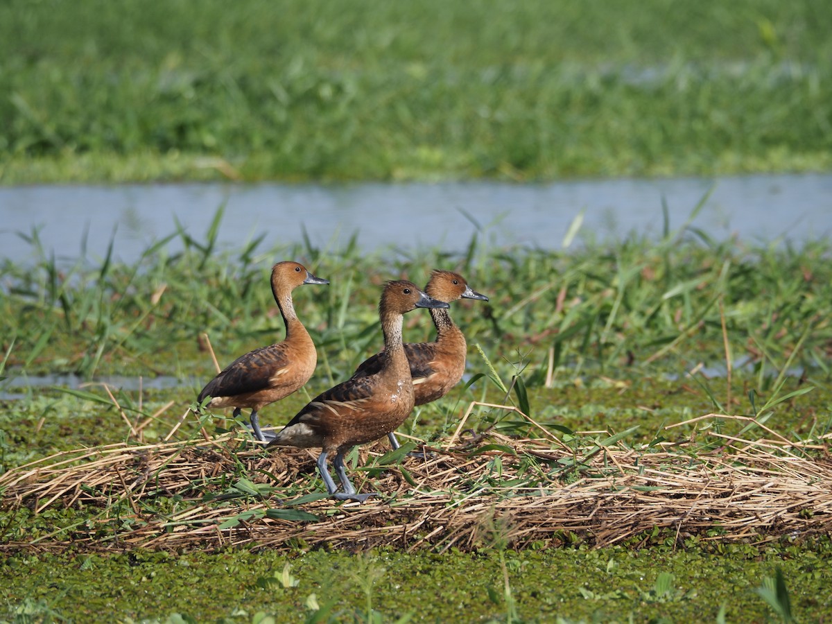 Fulvous Whistling-Duck - ML454376501