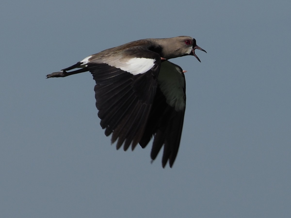 Southern Lapwing - Kelly Siderio