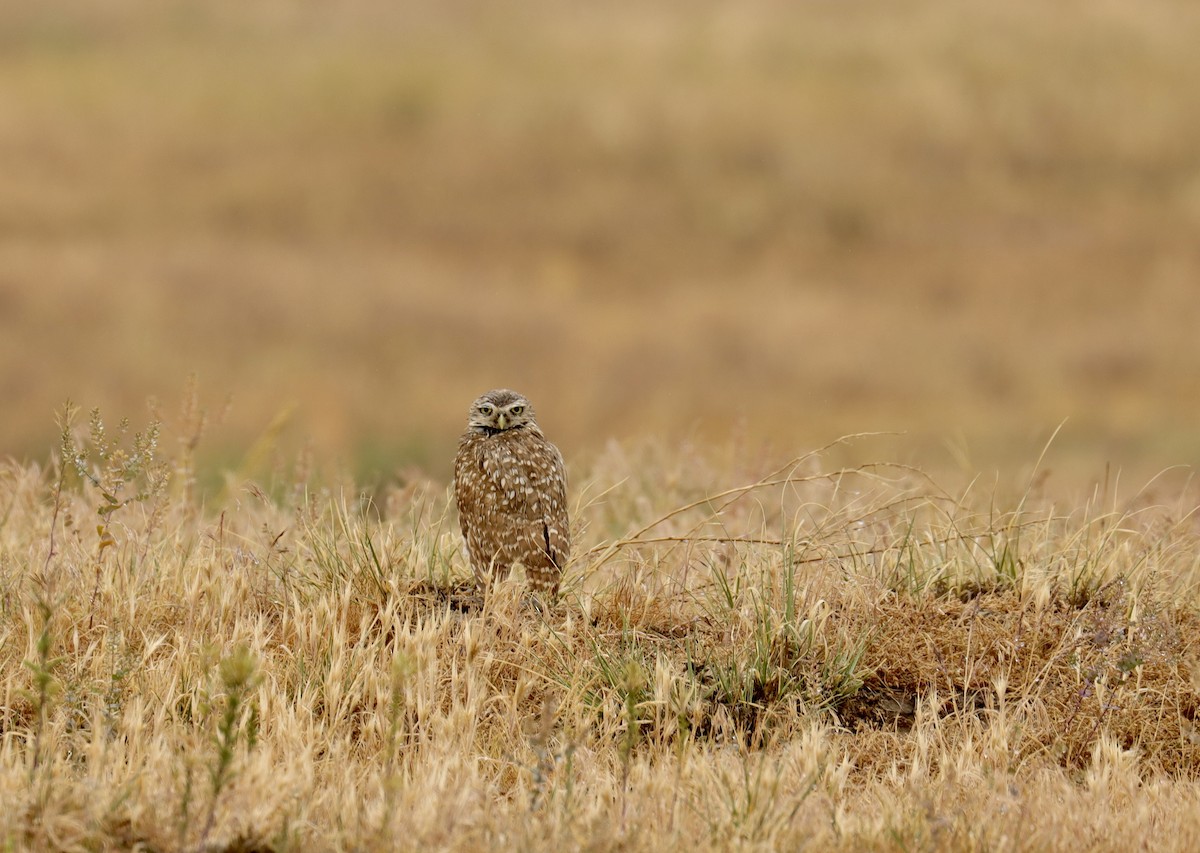 Burrowing Owl - ML454376901