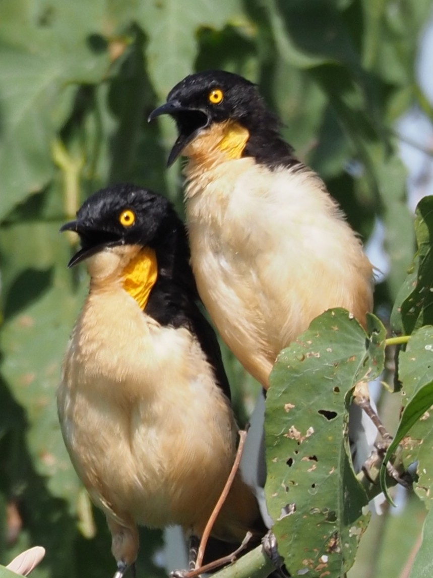 Black-capped Donacobius - ML454377501