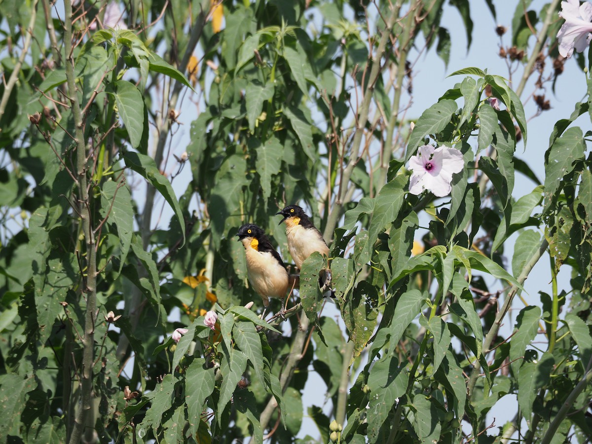 Black-capped Donacobius - ML454377571