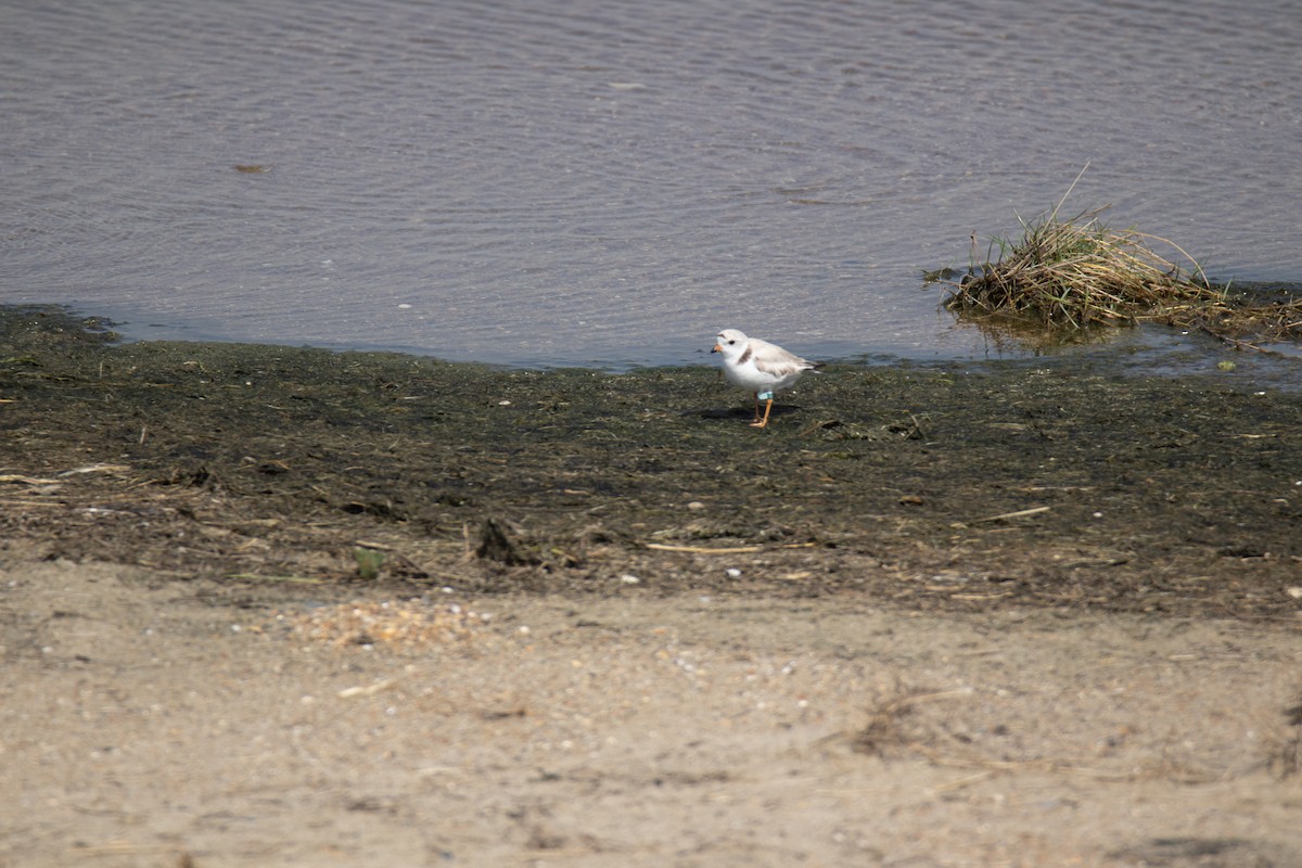Piping Plover - ML454380291
