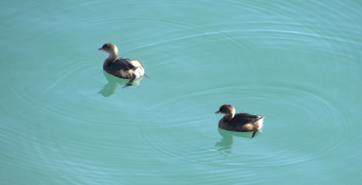 Pied-billed Grebe - ML45438061