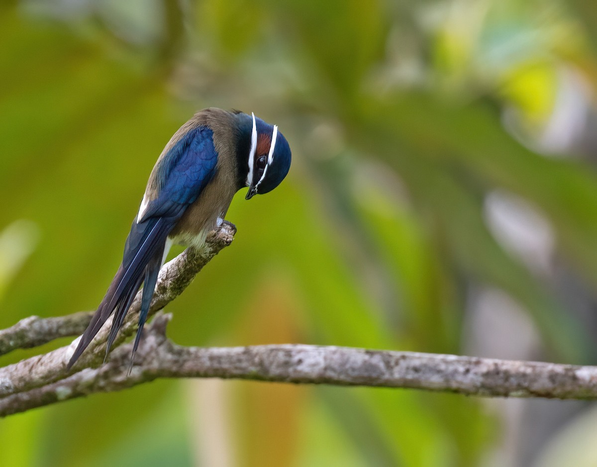 Whiskered Treeswift - Dave Bakewell