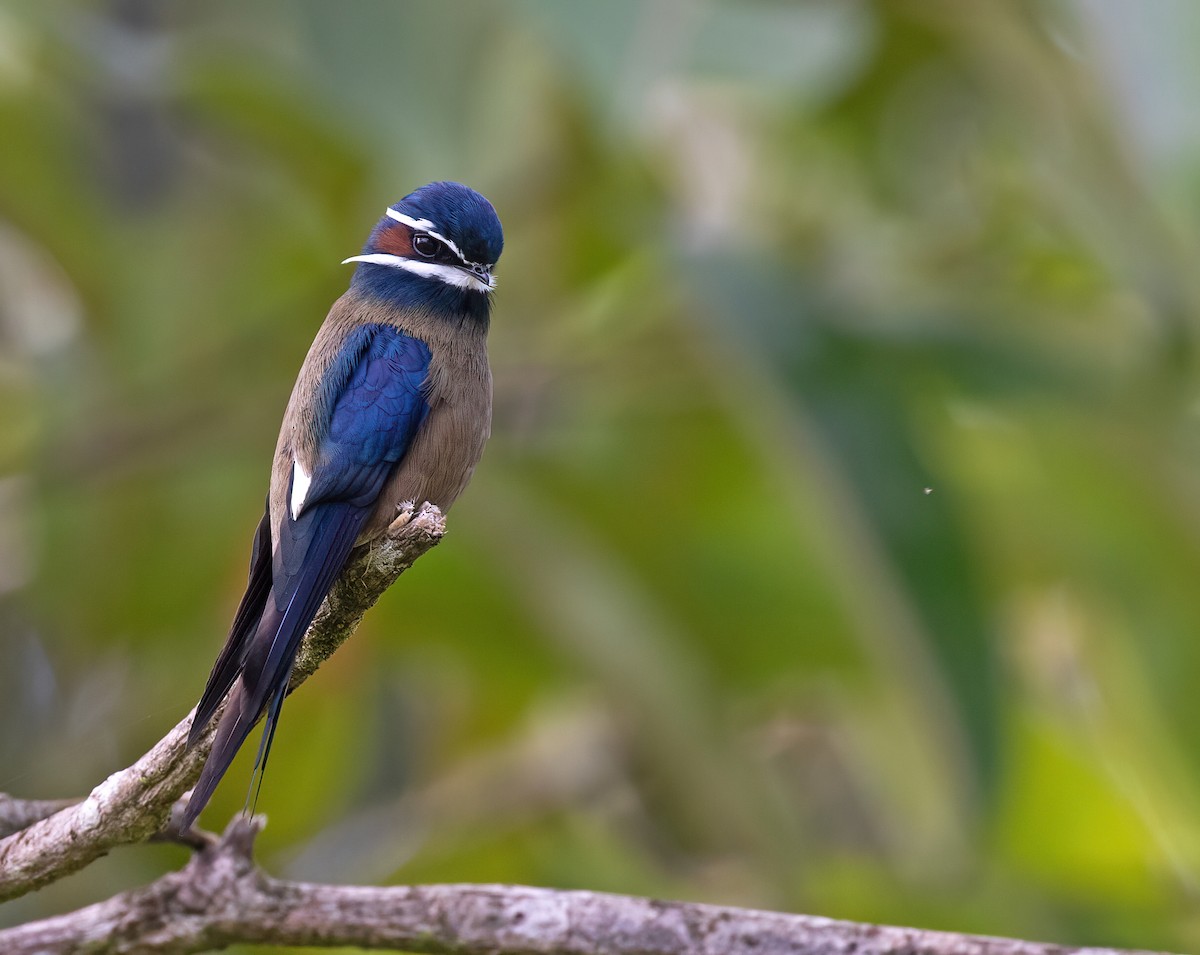 Whiskered Treeswift - ML454381181