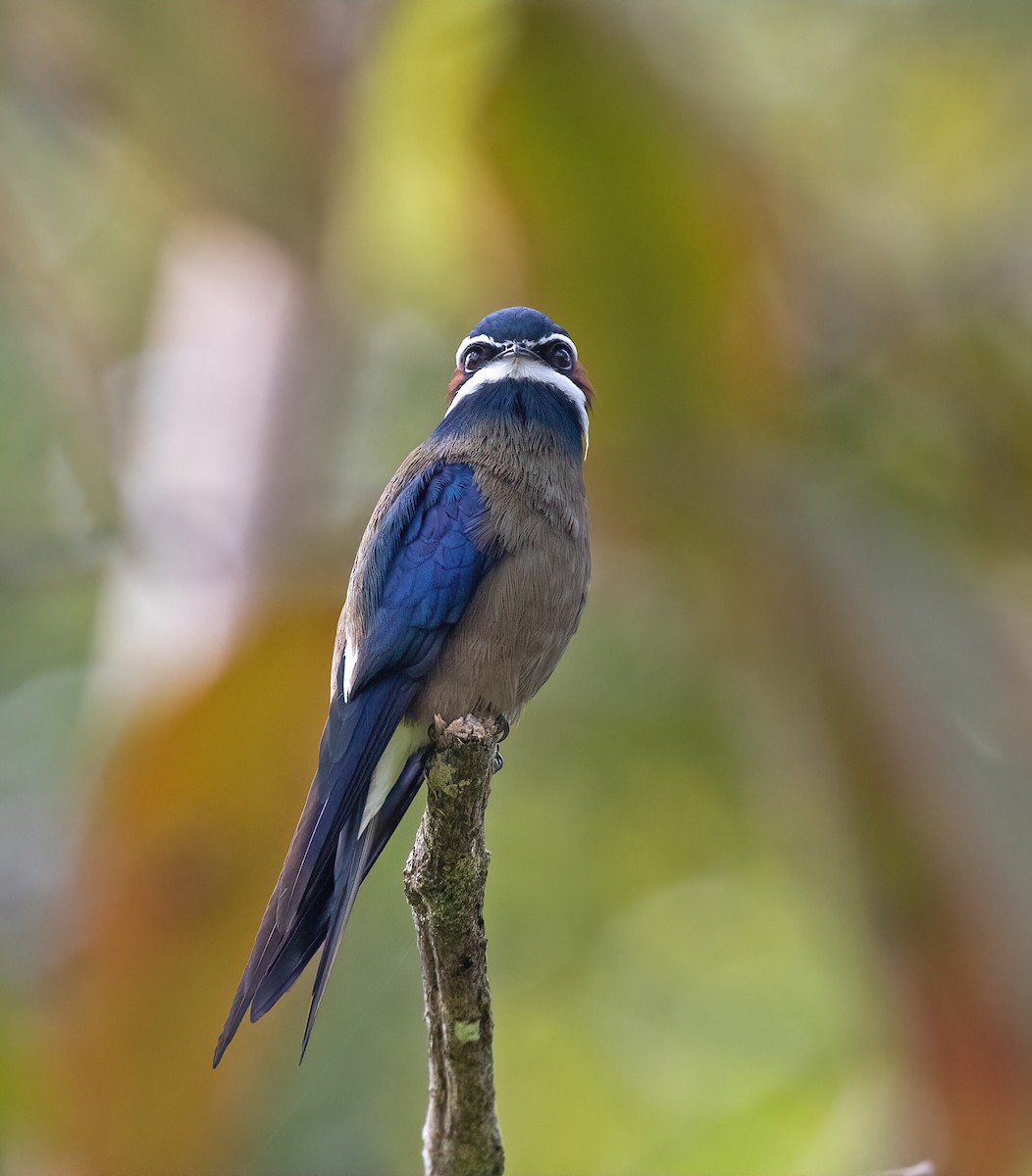 Whiskered Treeswift - ML454381211