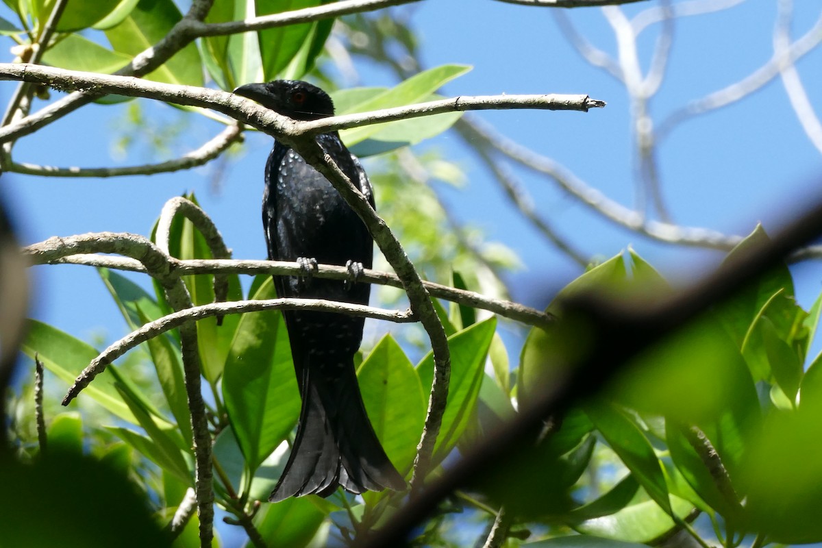 Spangled Drongo - ML454381901