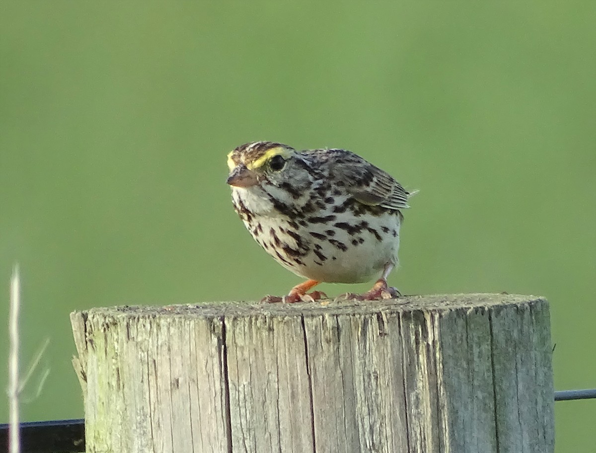 Savannah Sparrow - ML454381951