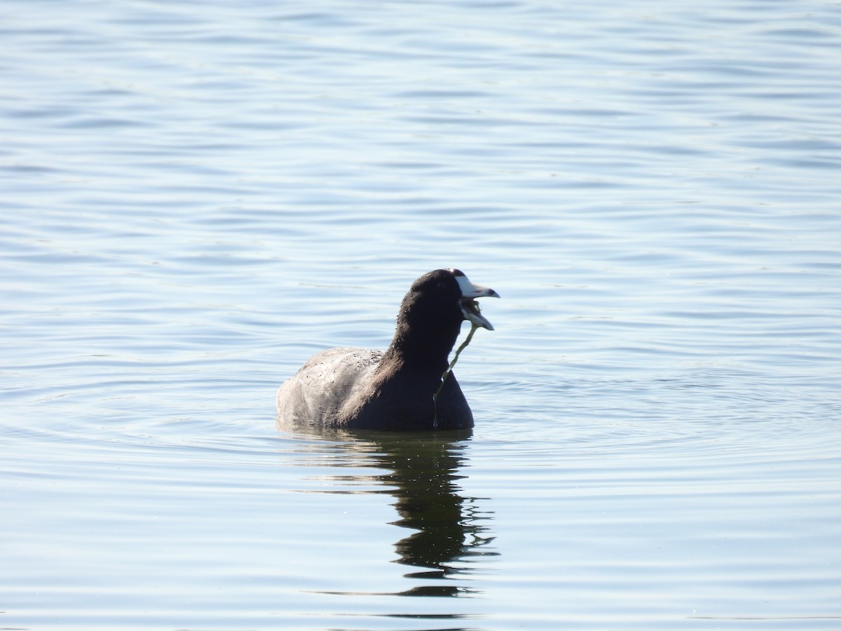 American Coot - Tyler Hampton