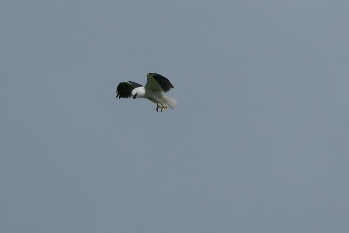 Black-shouldered Kite - ML454382071