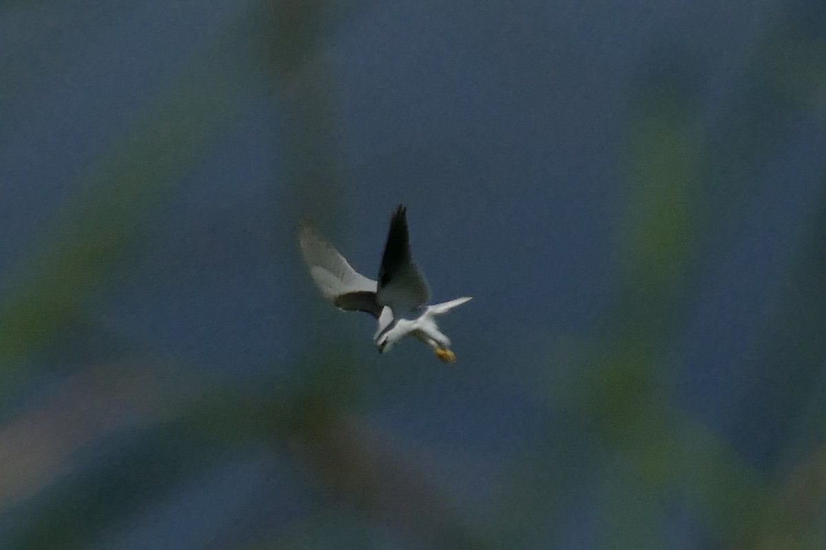 Black-shouldered Kite - ML454382091