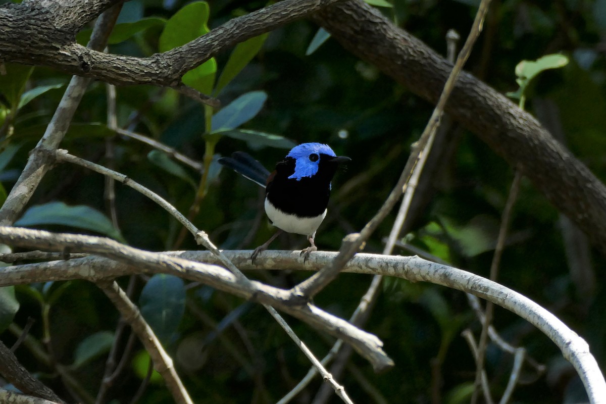 Lovely Fairywren - ML454382461