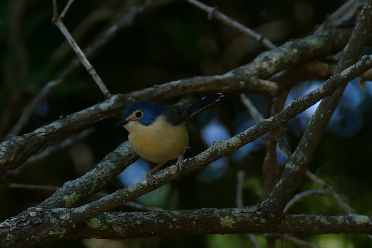 Lovely Fairywren - ML454382501