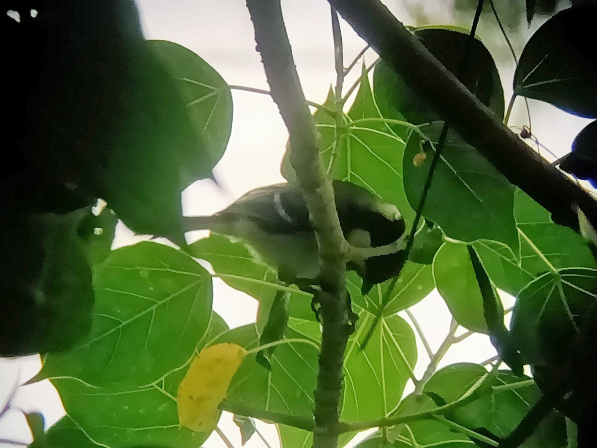 Cinereous Tit - ML454382761