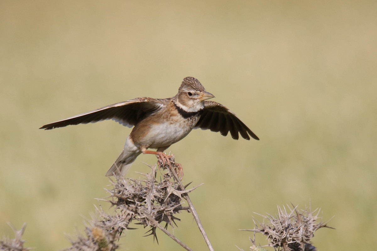 Calandria Común - ML454385151