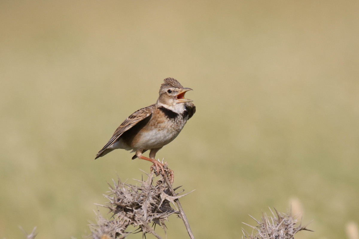 Calandra Lark - ML454385161