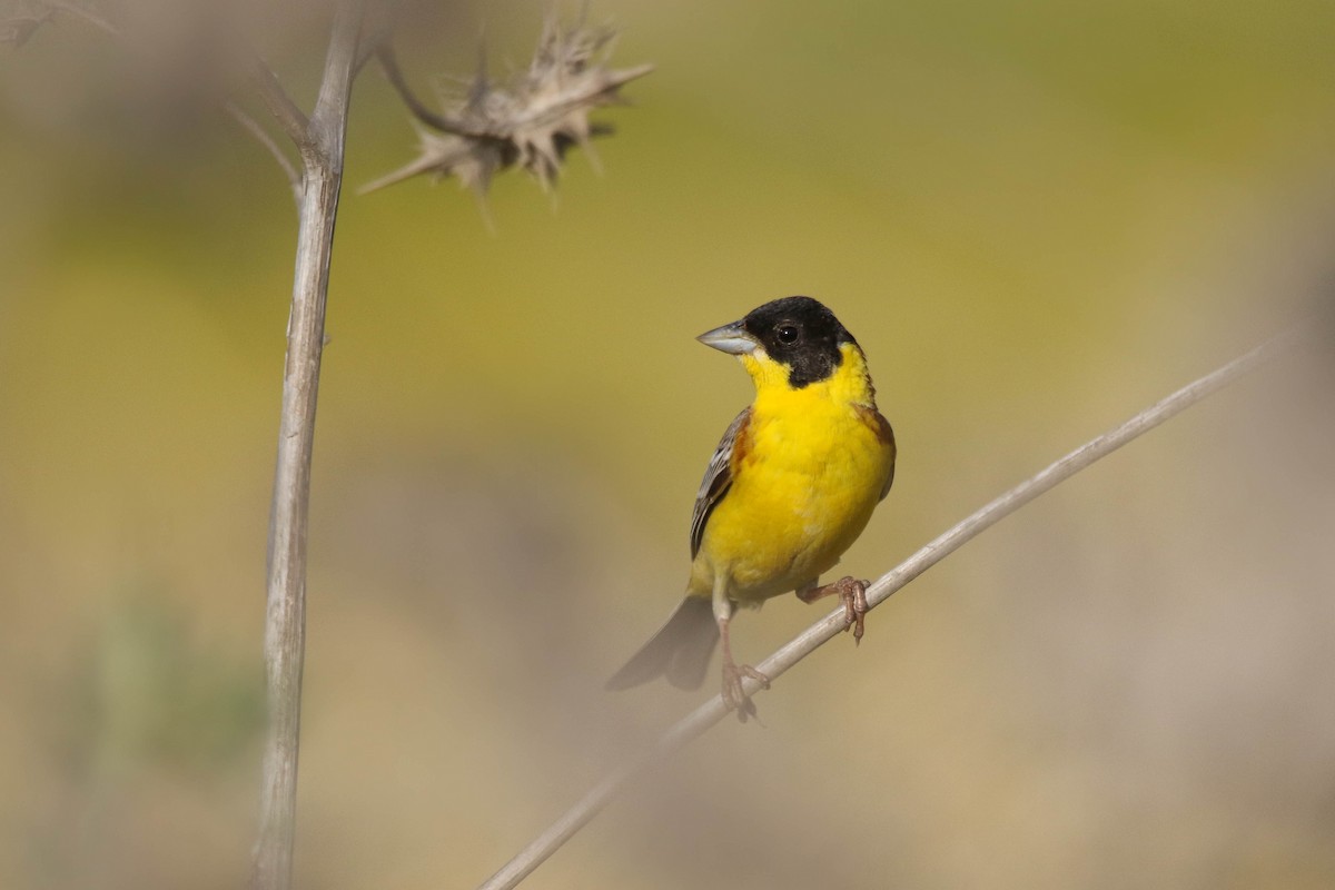 Black-headed Bunting - Amit Goldstein