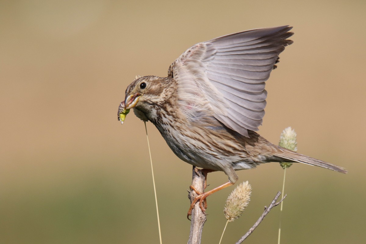 Corn Bunting - Amit Goldstein