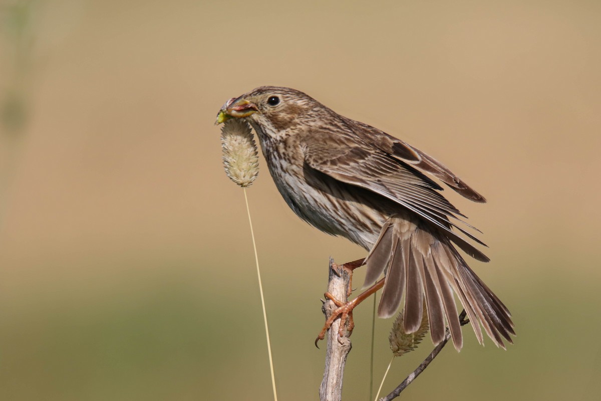 Corn Bunting - Amit Goldstein