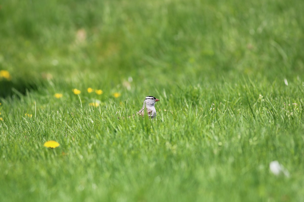 White-crowned Sparrow - ML454386221