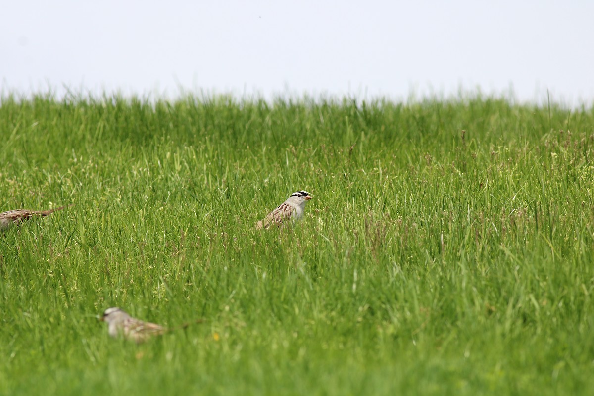 White-crowned Sparrow - ML454386241