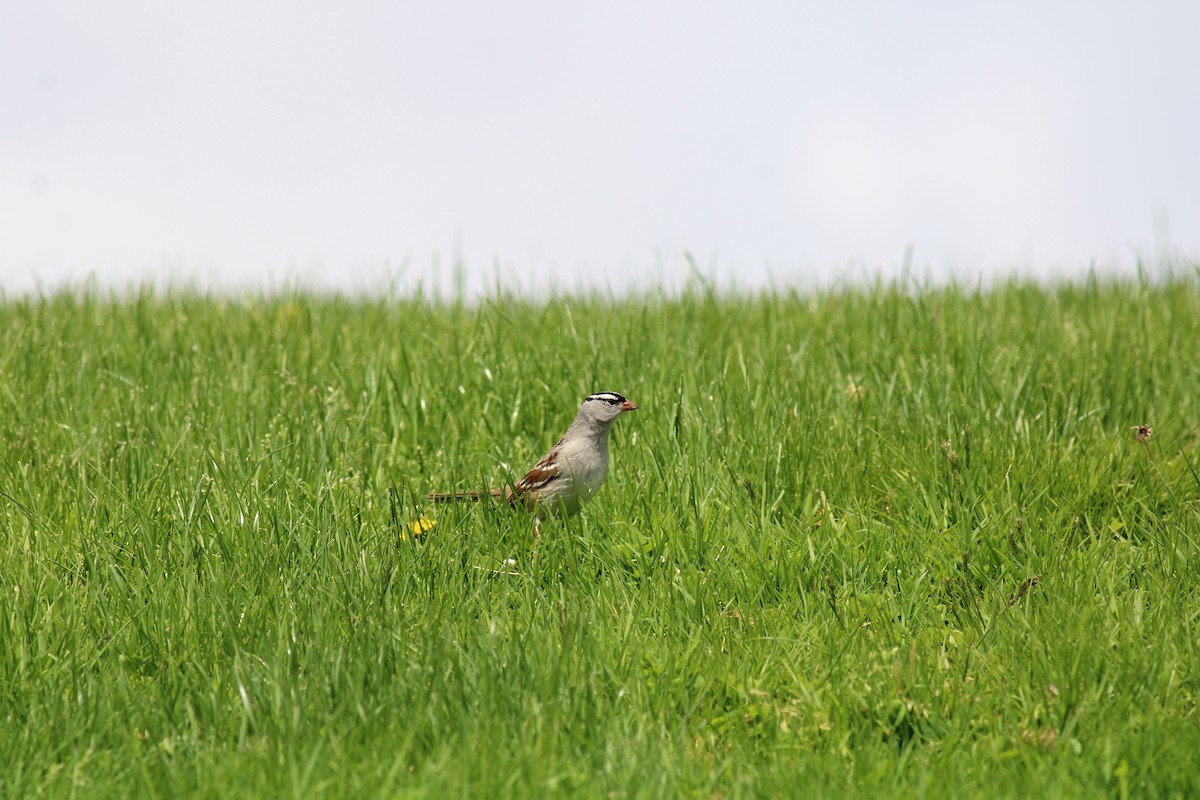 White-crowned Sparrow - ML454386271