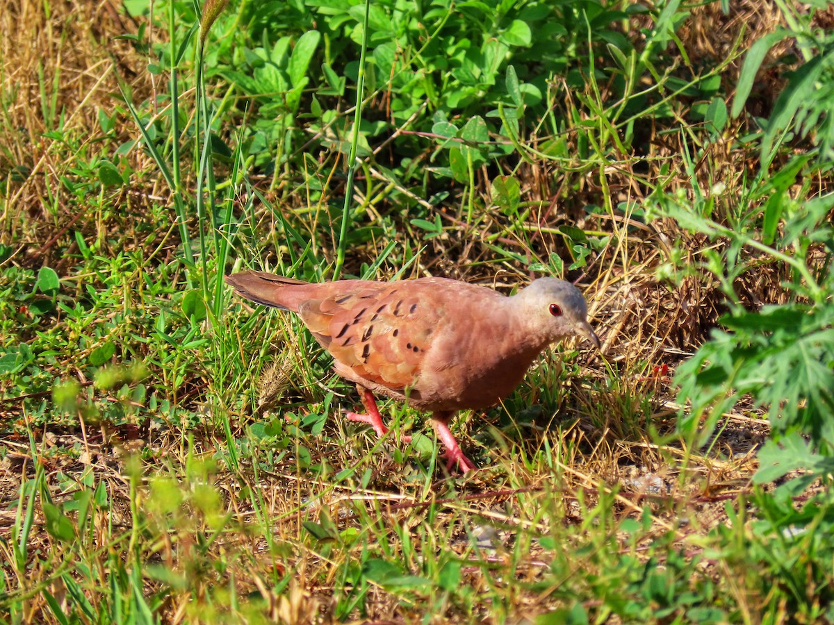 Ruddy Ground Dove - ML454386281