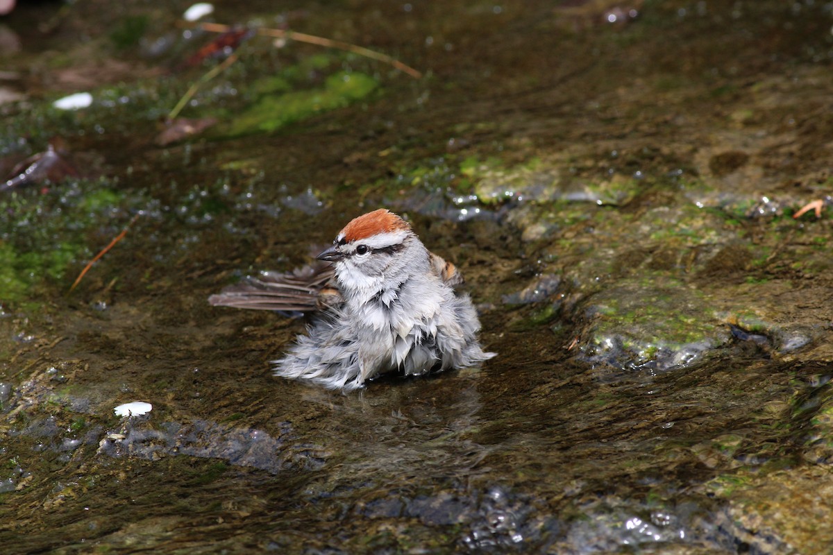 Chipping Sparrow - ML454386331