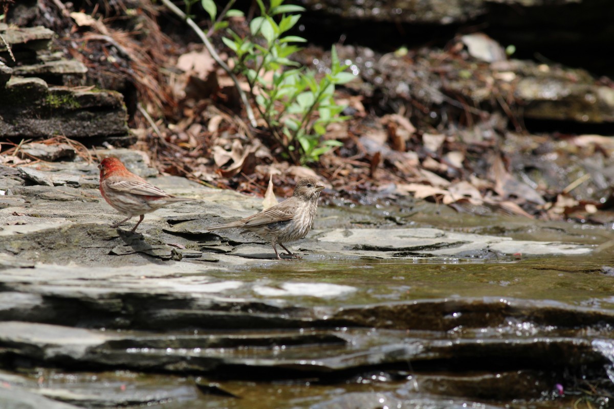 House Finch - ML454386371