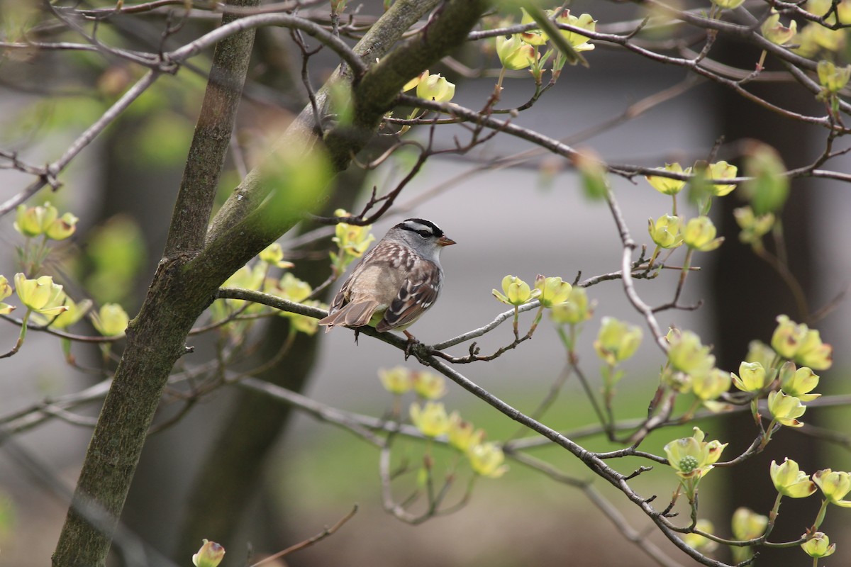 White-crowned Sparrow - ML454386401