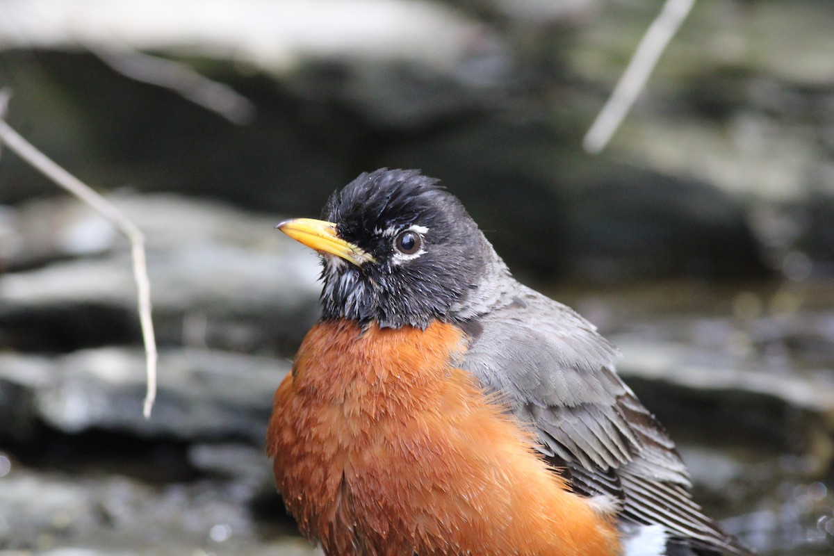 American Robin - ML454386491