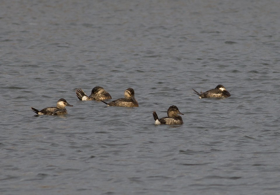 Ruddy Duck - ML45438681