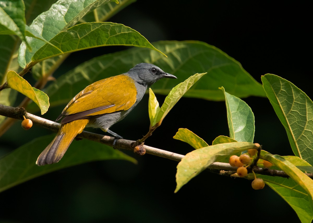 Gray-bellied Bulbul - ML454387061
