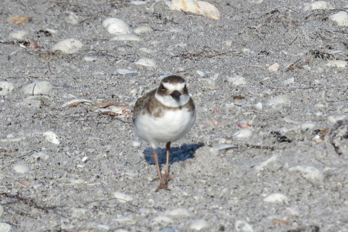 Wilson's Plover - Susan Daughtrey