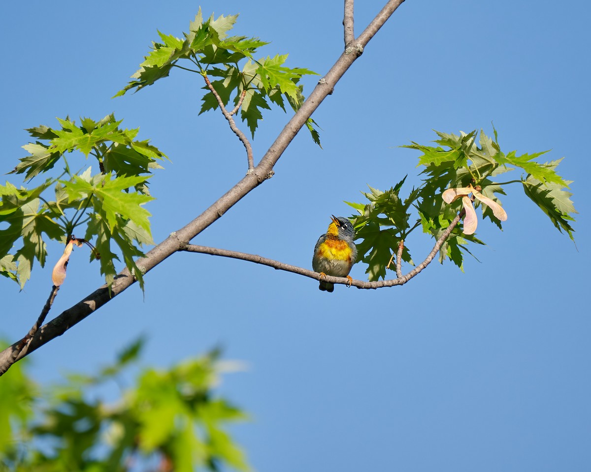 Northern Parula - ML454389571