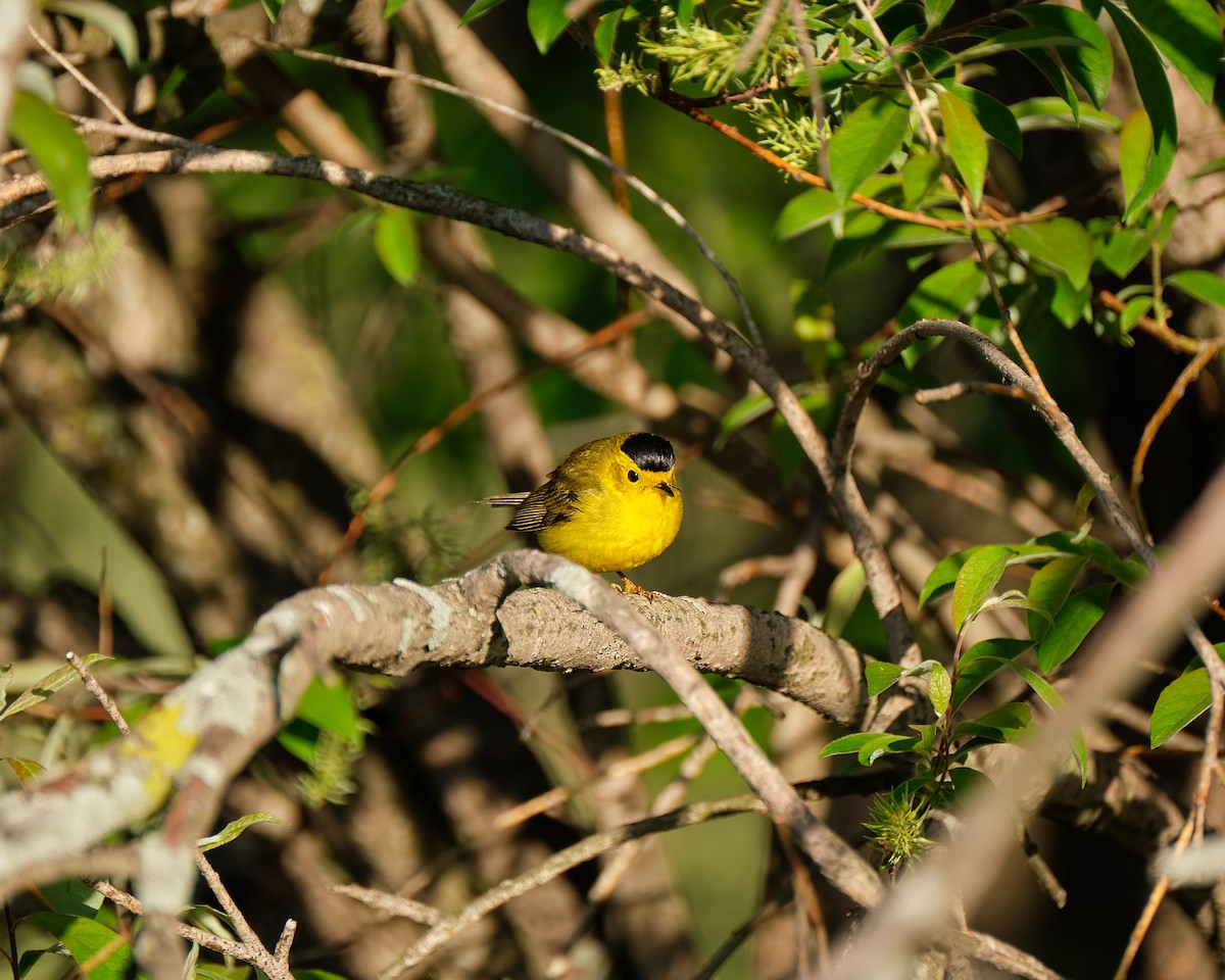 Wilson's Warbler - ML454389591