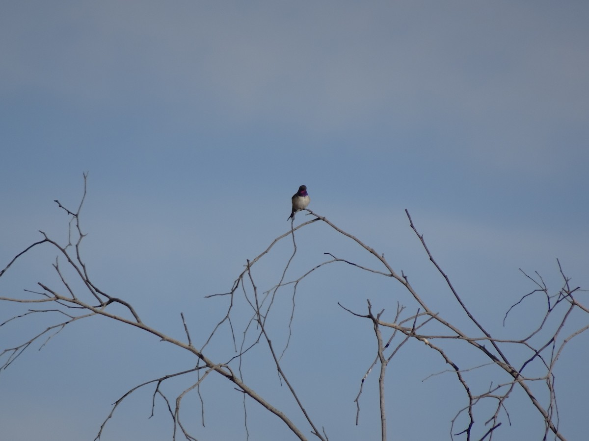 Chilean Woodstar - Shawn Connolly