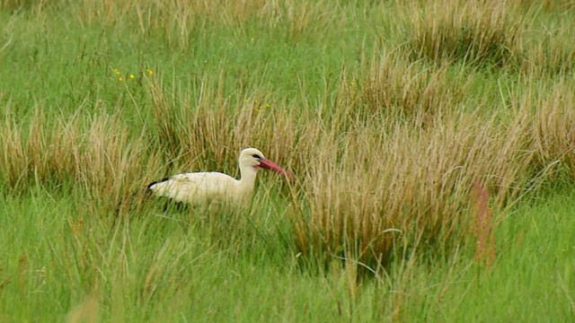 White Stork - ML454391631