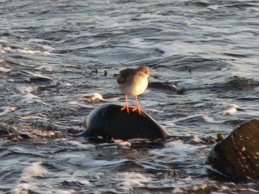 Common Redshank - ML454392631