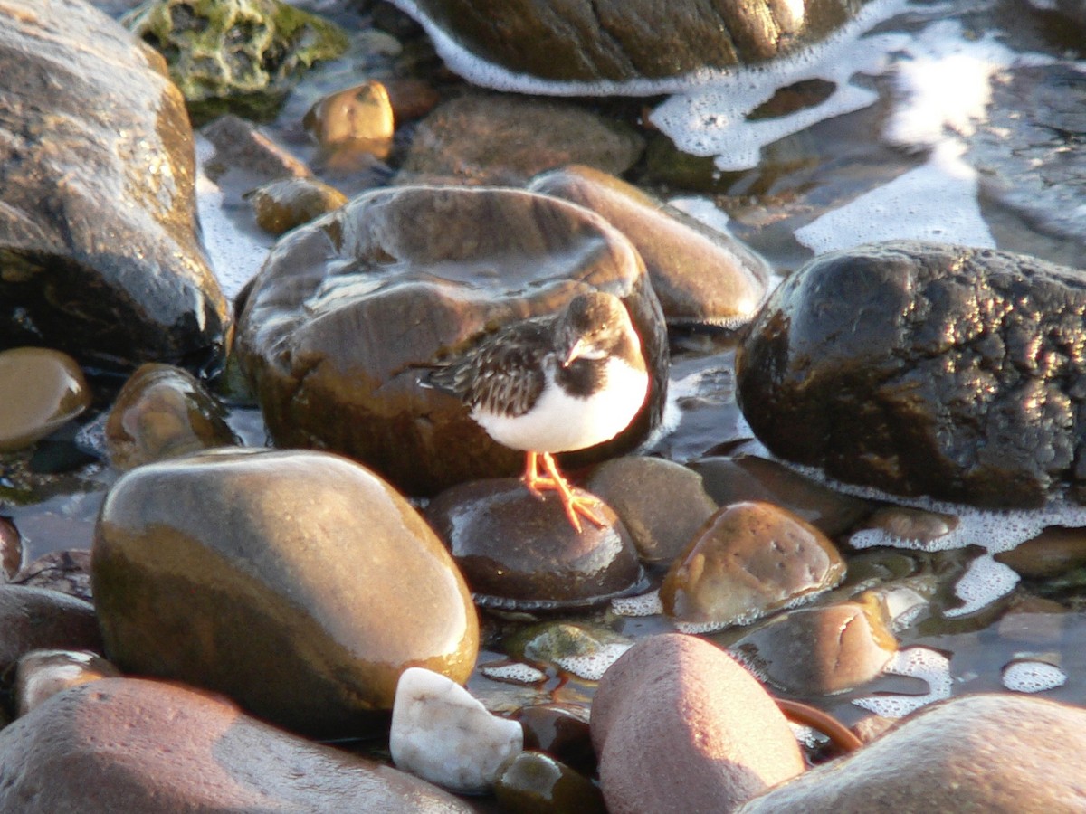 Ruddy Turnstone - ML454392651