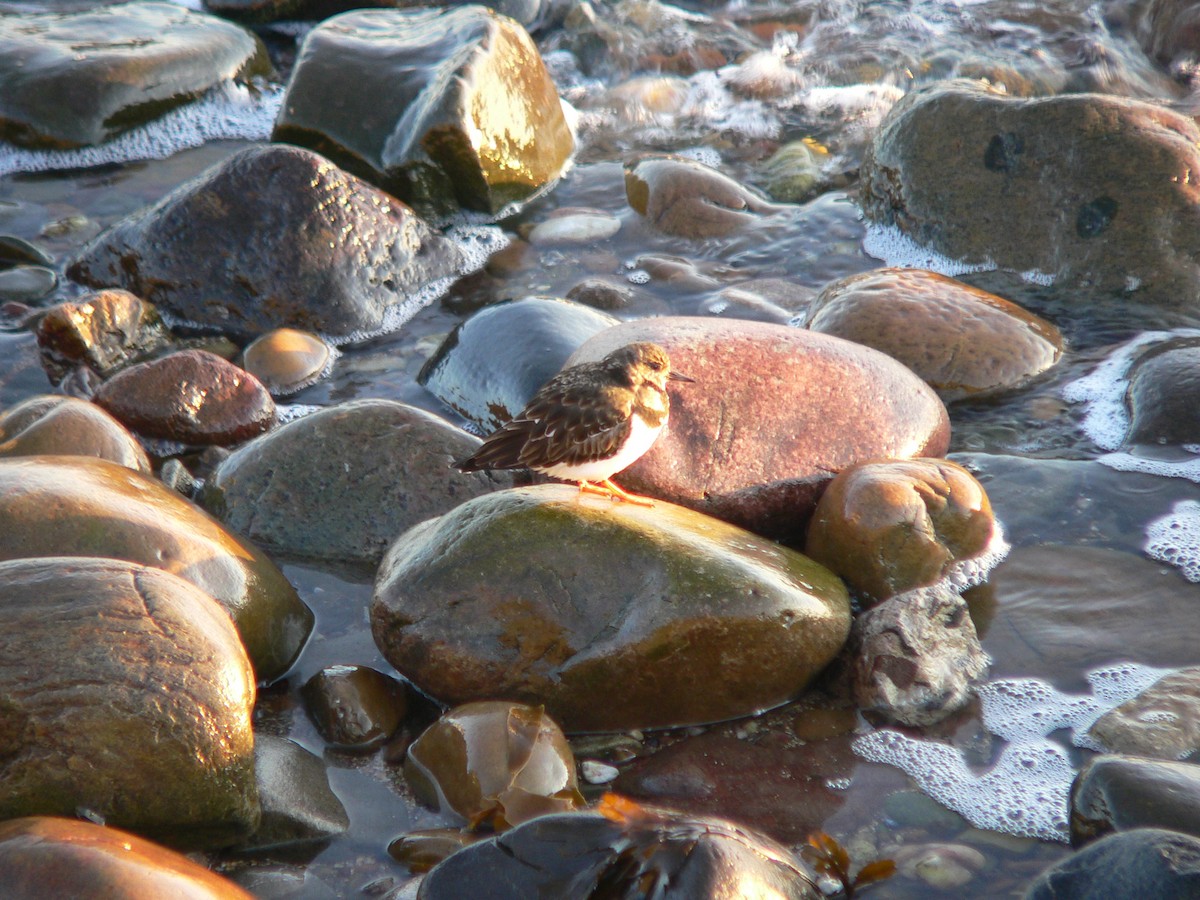Ruddy Turnstone - ML454392691