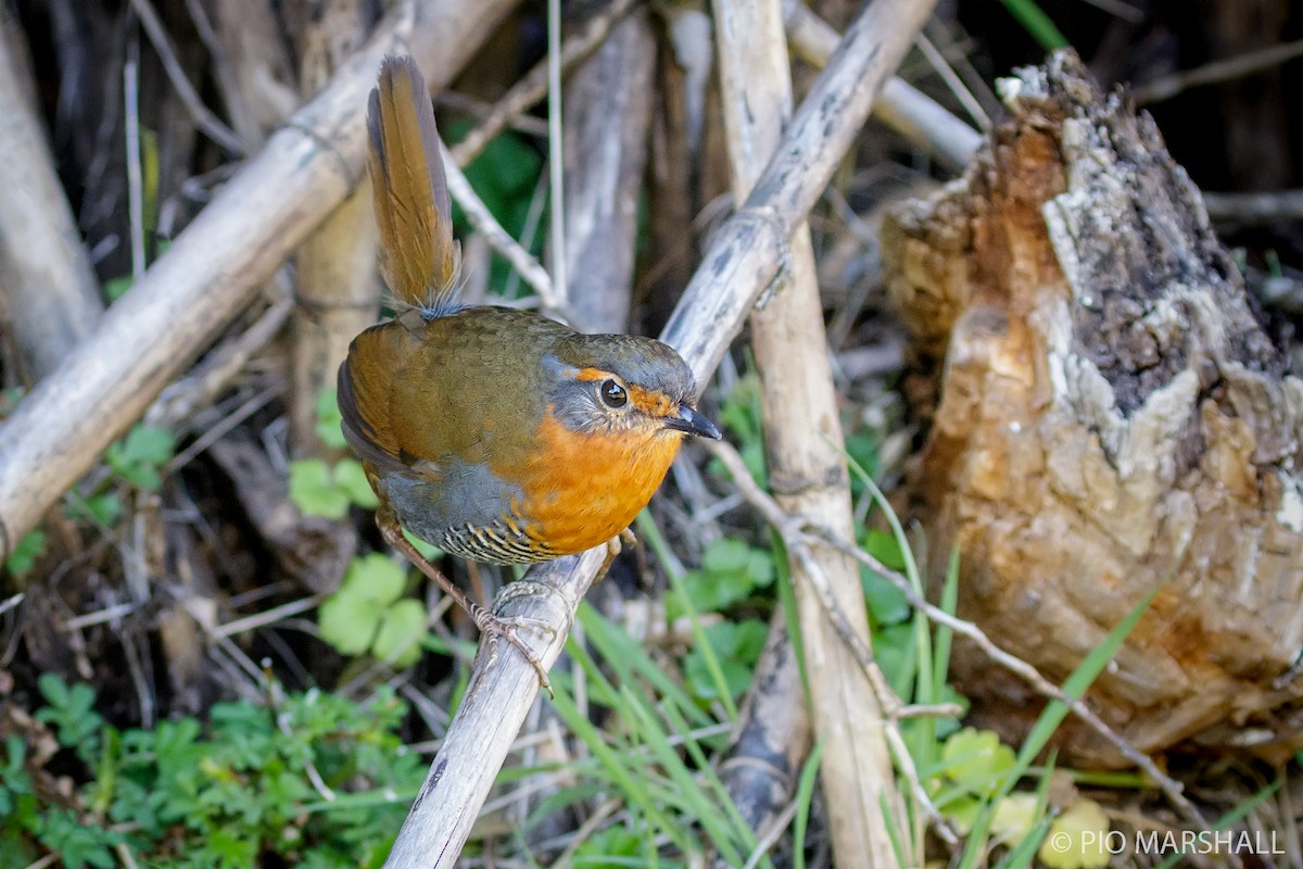 Rotkehltapaculo - ML454392891