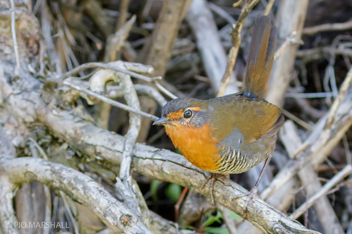 Rotkehltapaculo - ML454392911