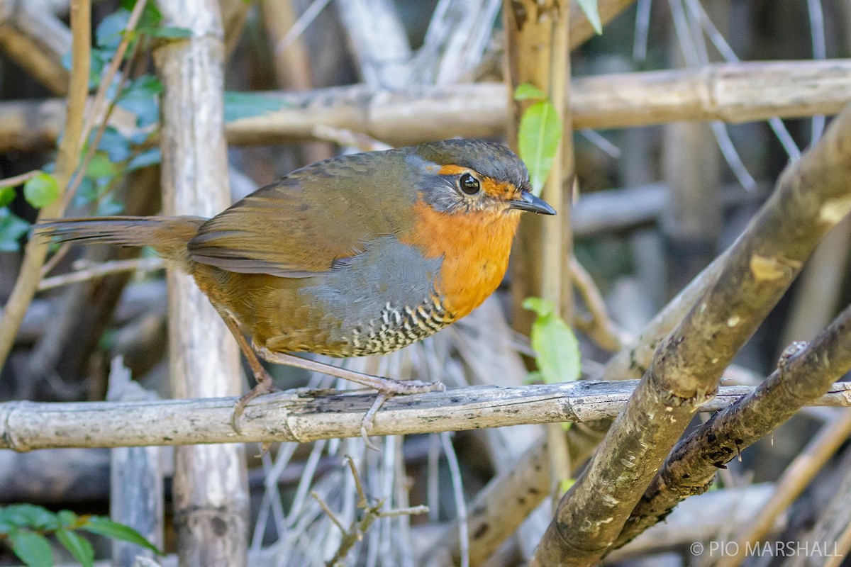 Chucao Tapaculo - ML454392931