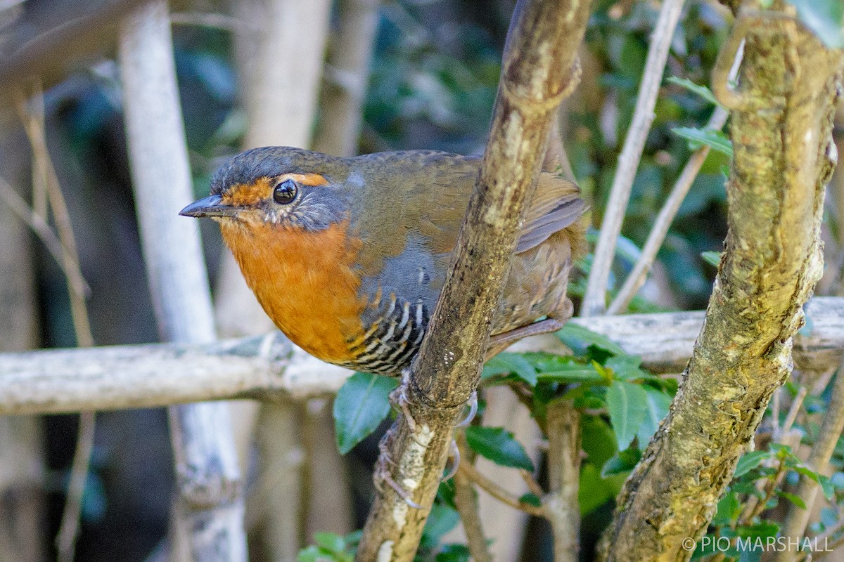 Rotkehltapaculo - ML454392941