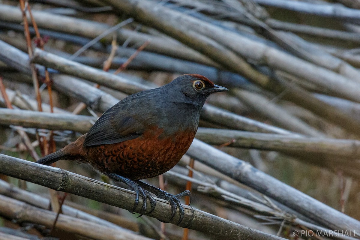 Black-throated Huet-huet - ML454392991