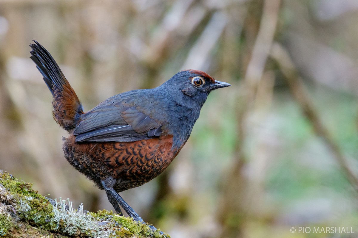 Black-throated Huet-huet - Pio Marshall